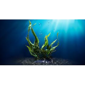 Seaweed Animated